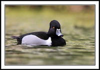 Ring-necked Duck