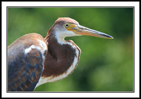 Tri-colored Heron