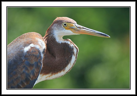 Tri-colored Heron