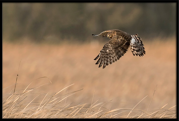 Northern Harrier