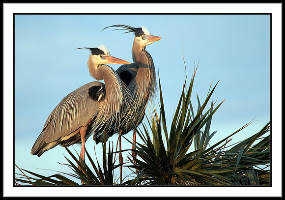 Great Blue Heron partners