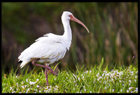White Ibis