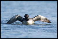 Common Loon