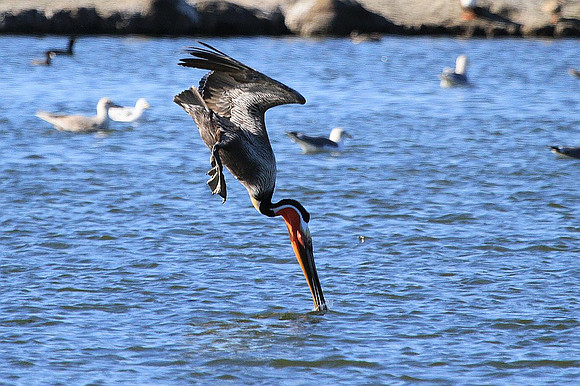 Brown Pelican diving