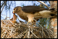 Cooper's Hawk feeding chick in nest