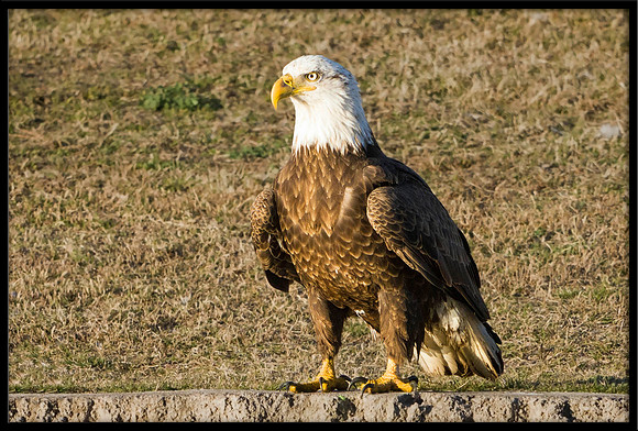 Bald Eagle