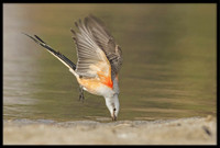Scissor-tail Flycatcher