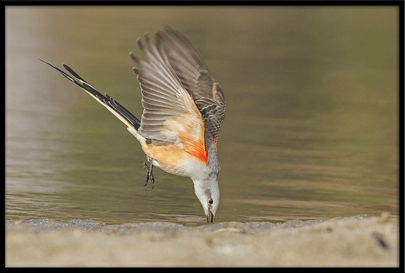 Scissor-tail Flycatcher
