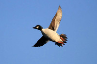 Goldeneye in flight