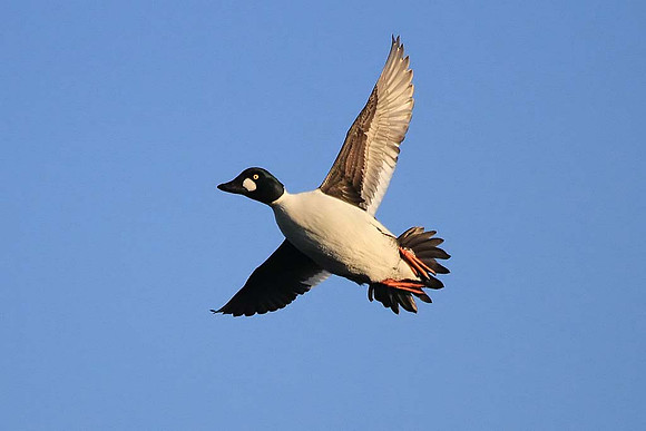 Goldeneye in flight