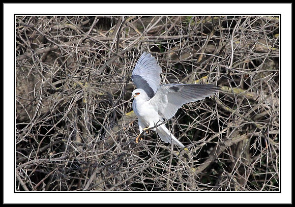 White-tailed Kite nest building