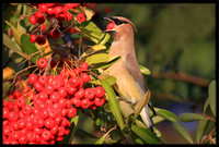 Cedar Waxwing