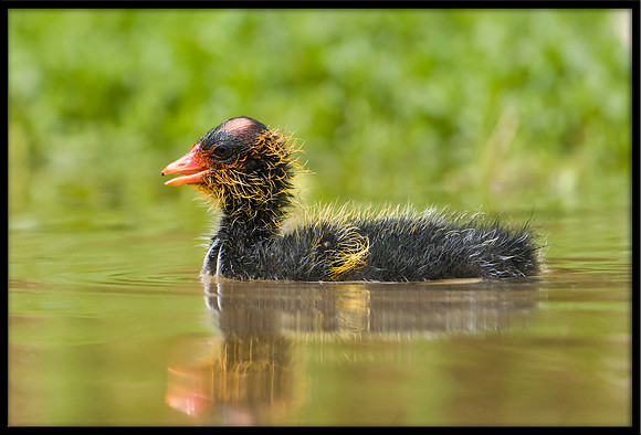 Coot chick