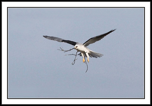 White-tailed Kite nest building