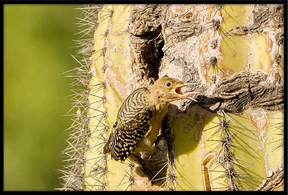 Gila Woodpecker chick fledging on June 4m 2024 at 5:20pm