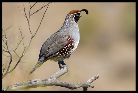 Gambel's Quail