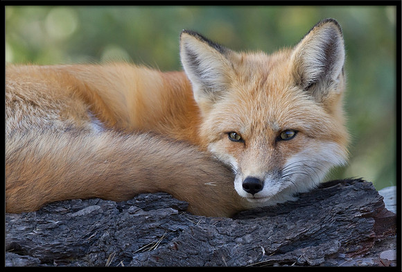 Red Fox