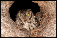 Western Screech Owl