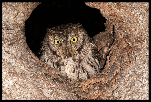 Western Screech Owl