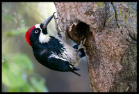 Acorn Woodpecker