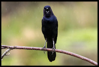 Boat-tailed Grackles