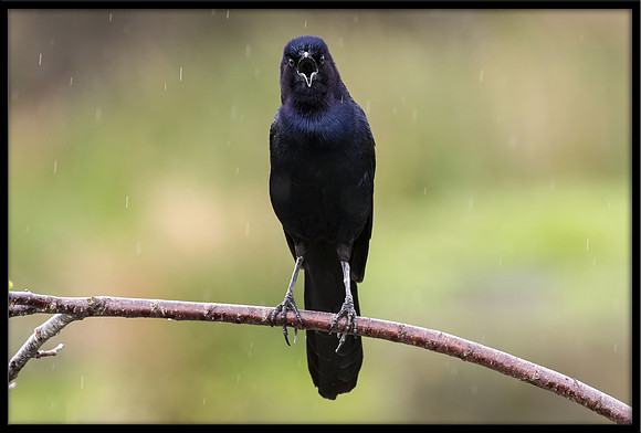 Boat-tailed Grackle