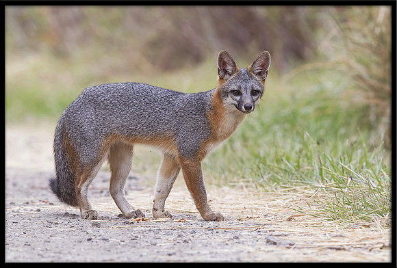 Grey Fox