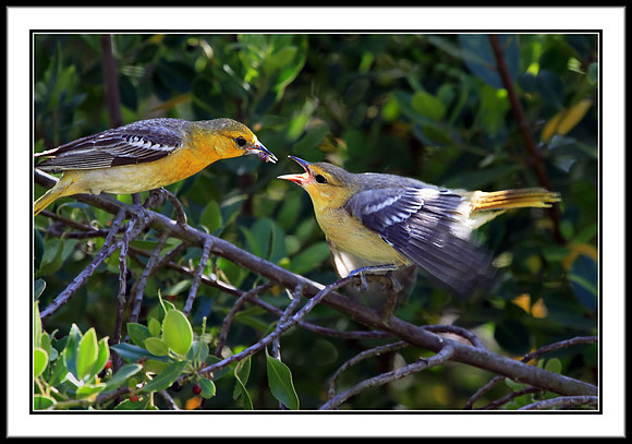 Hooded Oriole Mother Feeding Young