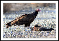 Turkey Vultures