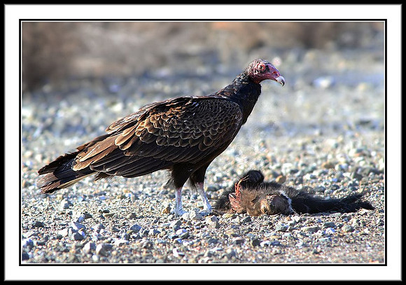Turkey Vulture dines on skunk