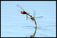 Dragonflies Laying Eggs