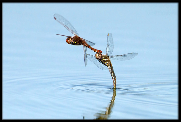 Dragonflies Laying Eggs