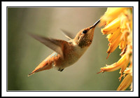 Rufous Hummingbird