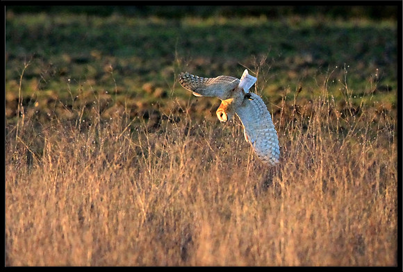 Barn Owl