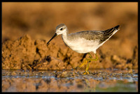 Wilson's Phalarope