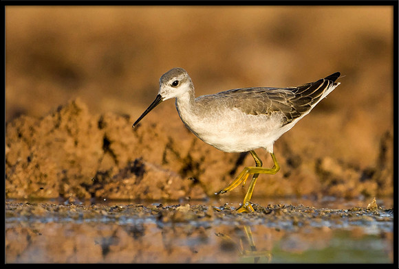 Wilson's Phalarope