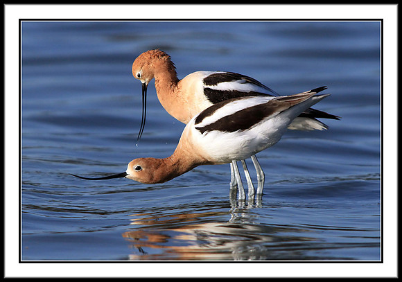 Avocets mating