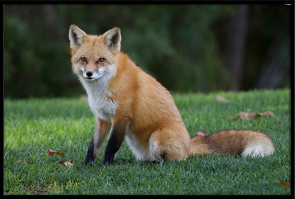 Red Fox