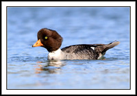 Barrows Goldeneye (female)