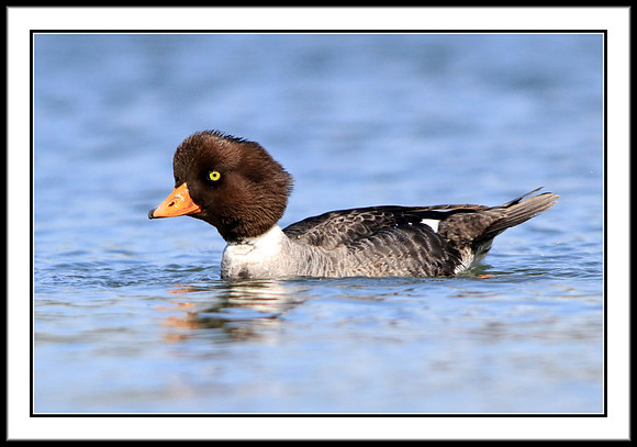 Barrows Goldeneye (female)
