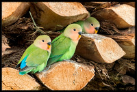 Rosy-faced Lovebird Family