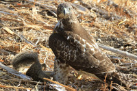 Hawk keeping guard over prey