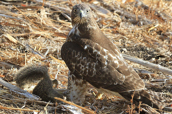 Hawk keeping guard over prey