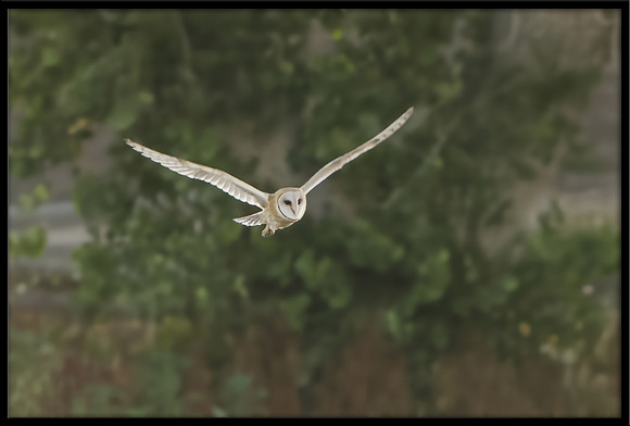 Barn Owl