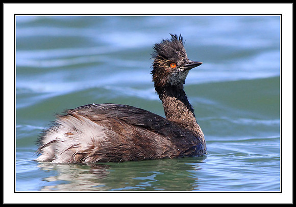 Eared Grebe