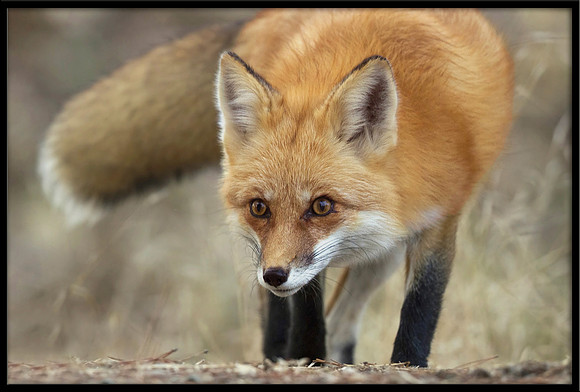 Red Fox