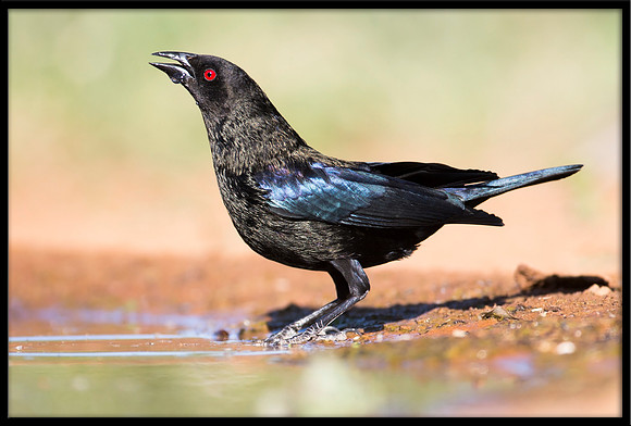 Bronzed Cowbird