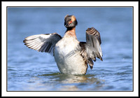 Horned Grebe