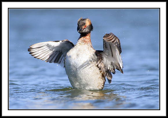 Horned Grebe