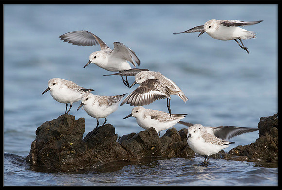 Sanderling